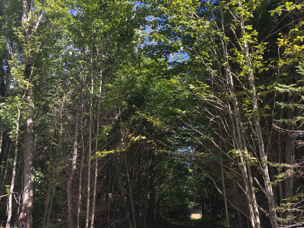 Blackberry Lane photo 5