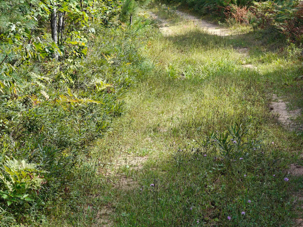 Deer Camp Trail photo 2
