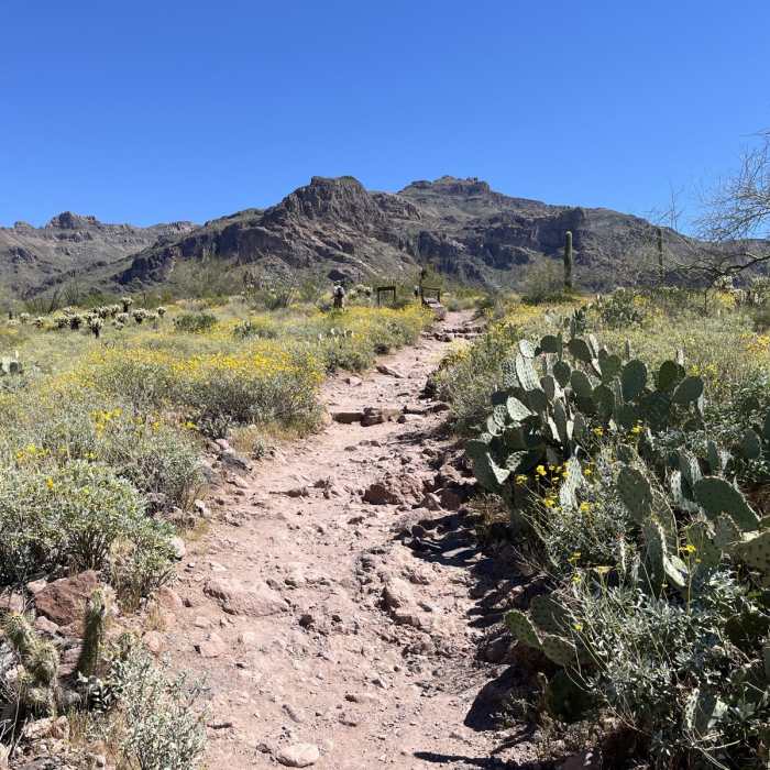 Near Lost Goldmine Cougar Loop