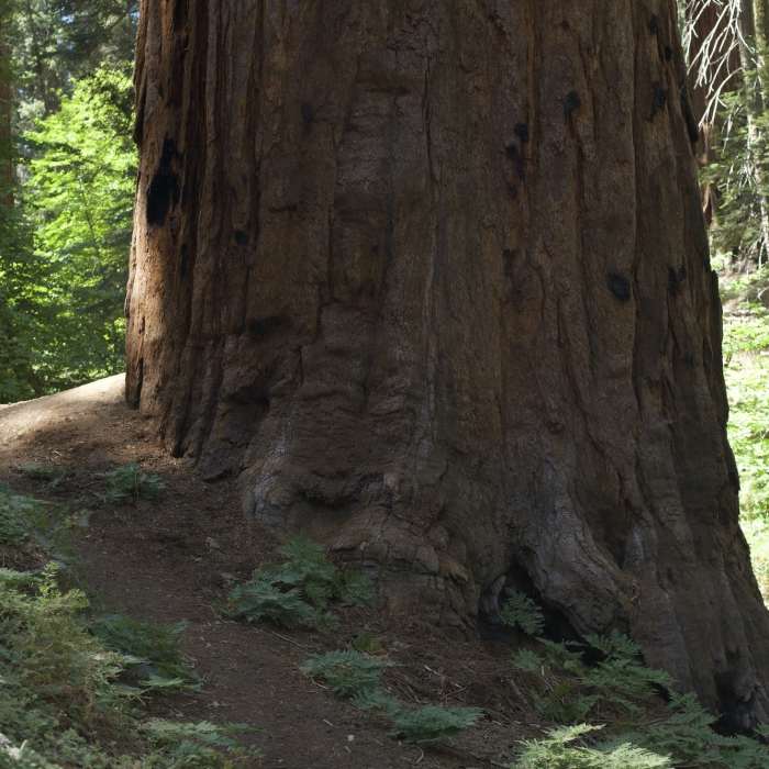 Near Soldiers Trail