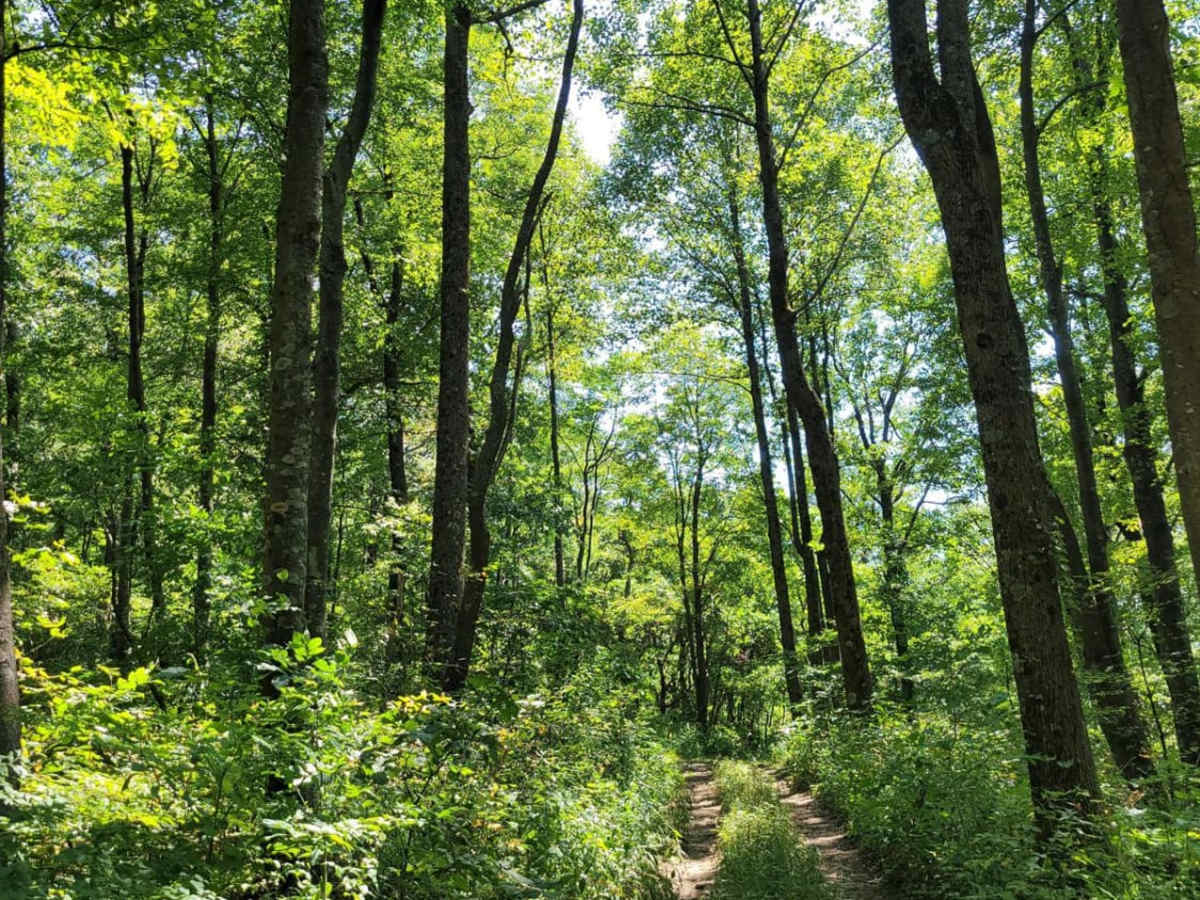 Cohutta Wilderness trail photo