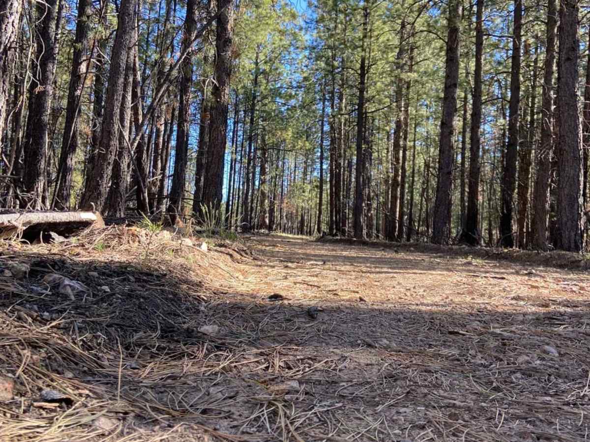 Jacob Lake Burn Piles photo 3