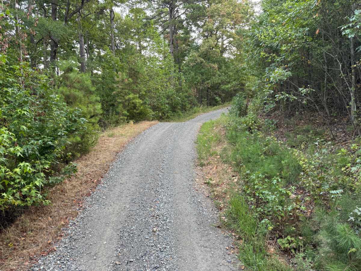 Forest Road photo 5