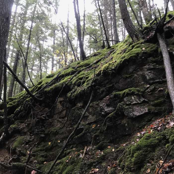 The mossy banks of Moat Brook. Near Red's Trail (MMR)