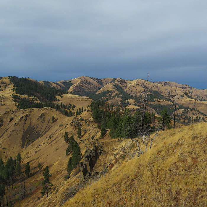 Near Camp Howard Trail #104