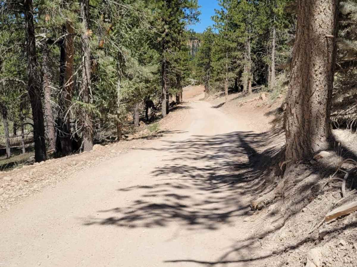 Duck Creek Way photo 6