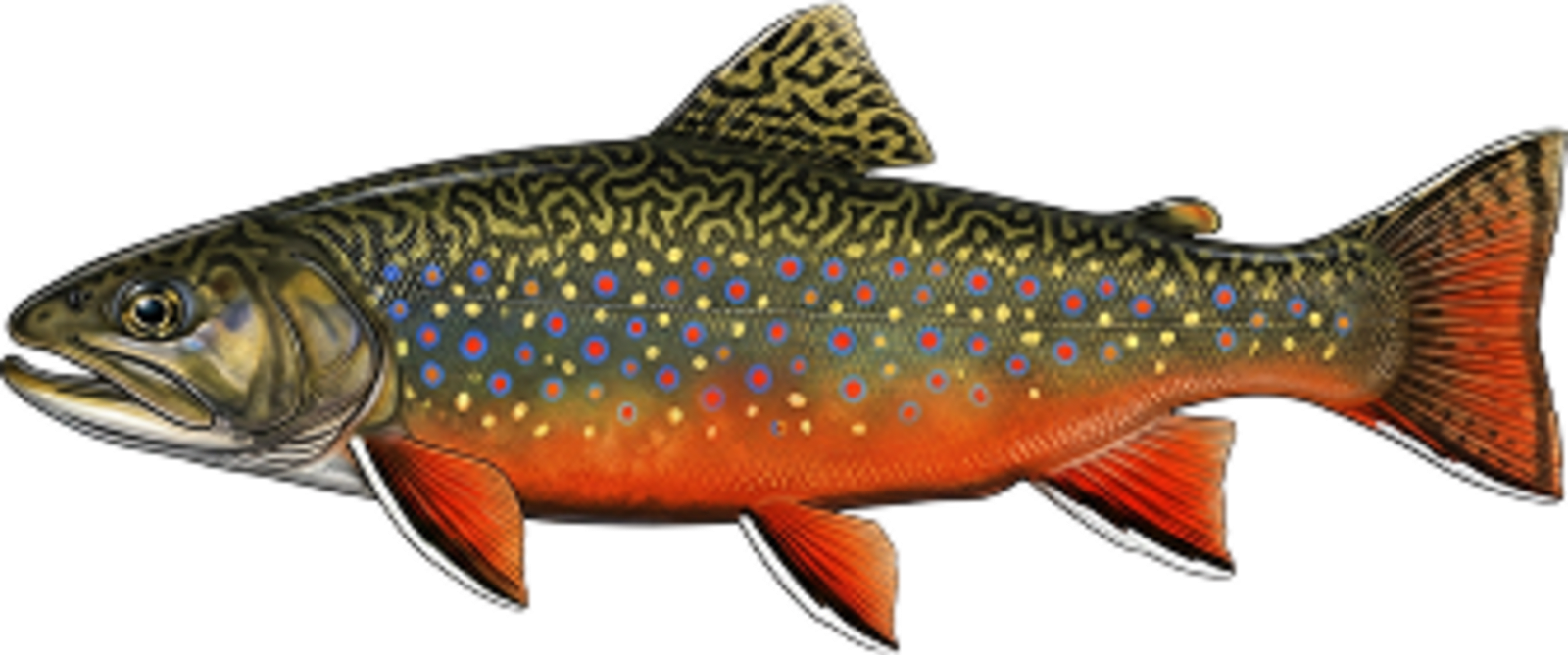 Brook trout