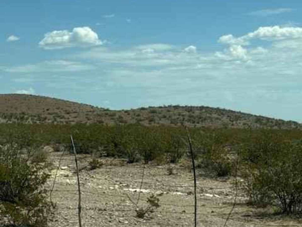 BLM SS1043 photo 4