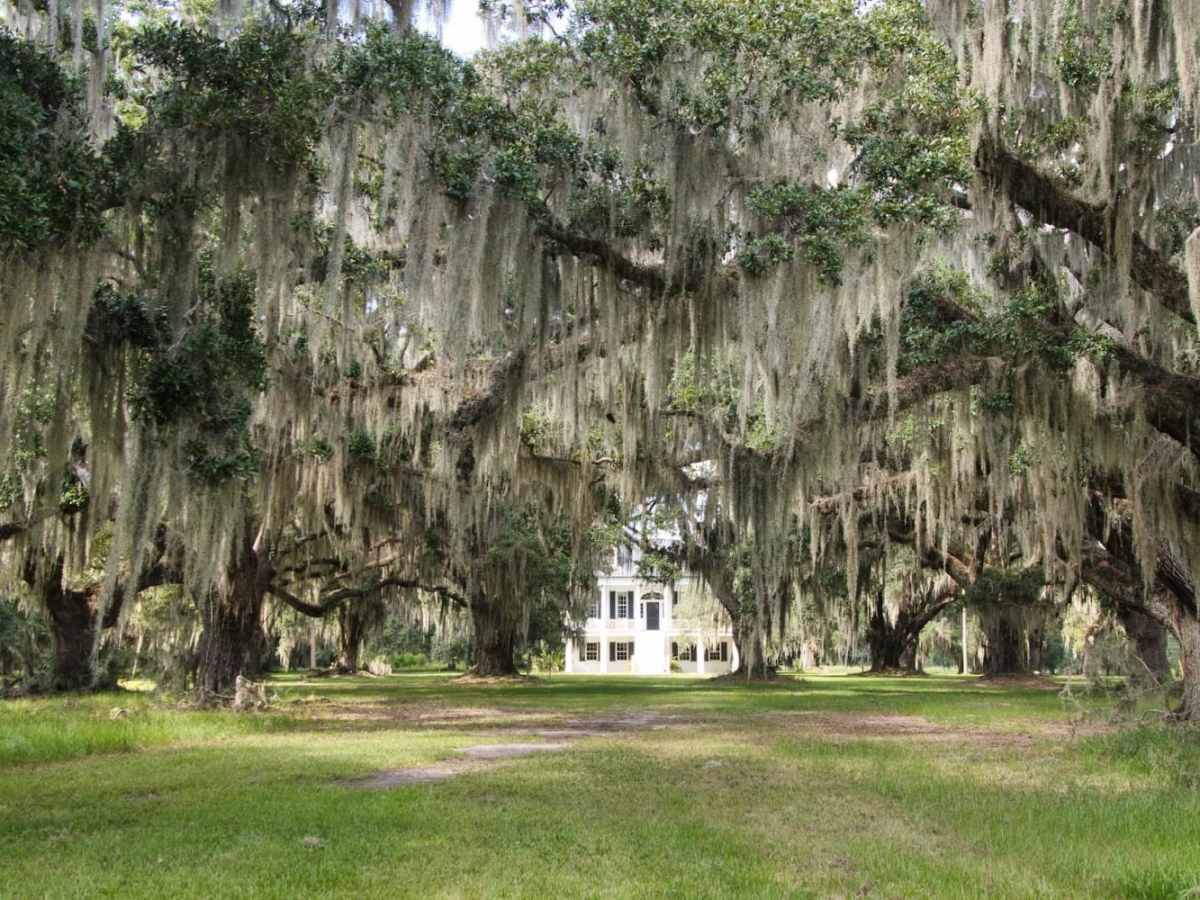 Ernest F. Hollings ACE Basin trail photo