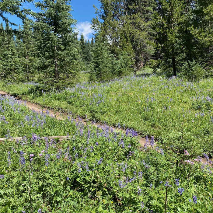Near Gore Range to Wheeler Lakes