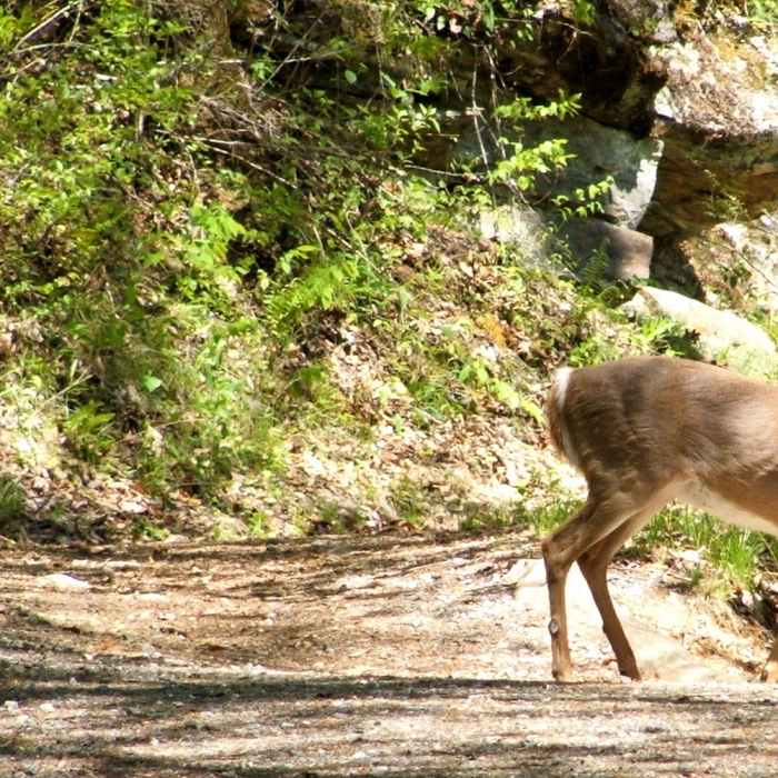 White-Tailed Deer Near Indian Creek to Deep Creek Loop