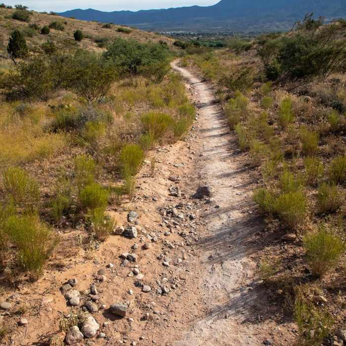 Near Coconino Trail