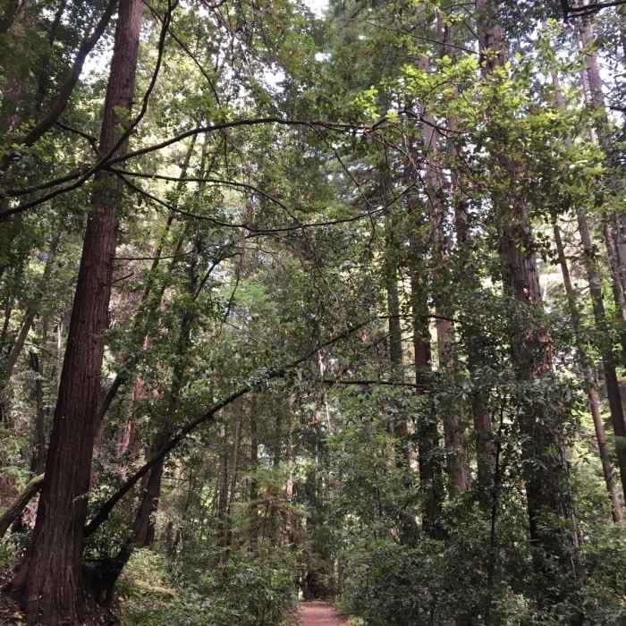 Near Aptos Creek Fire Road