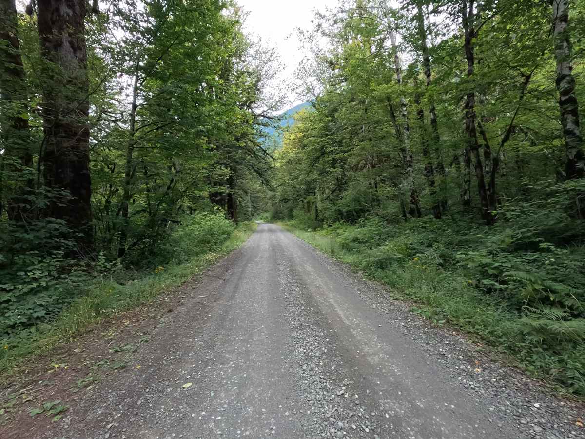 Dosewallips Road - FS 2610 photo 4