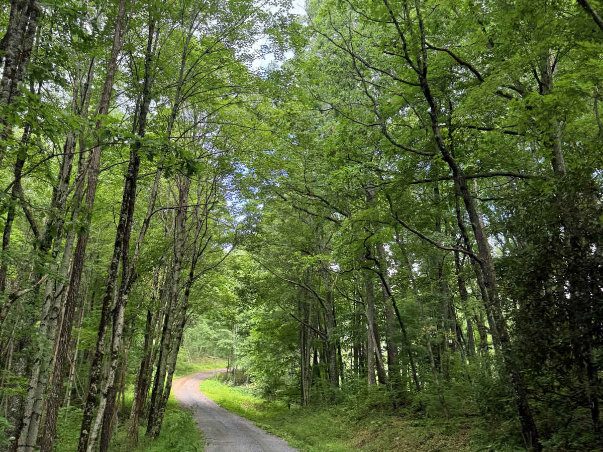 Powell Mountain photo 4