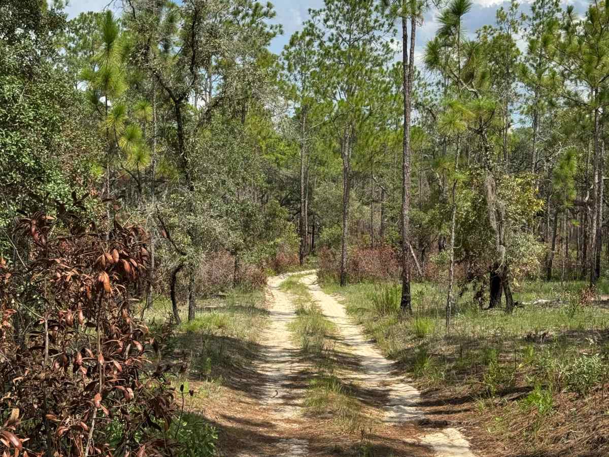 Trail 10A - Citrus WMA photo 3