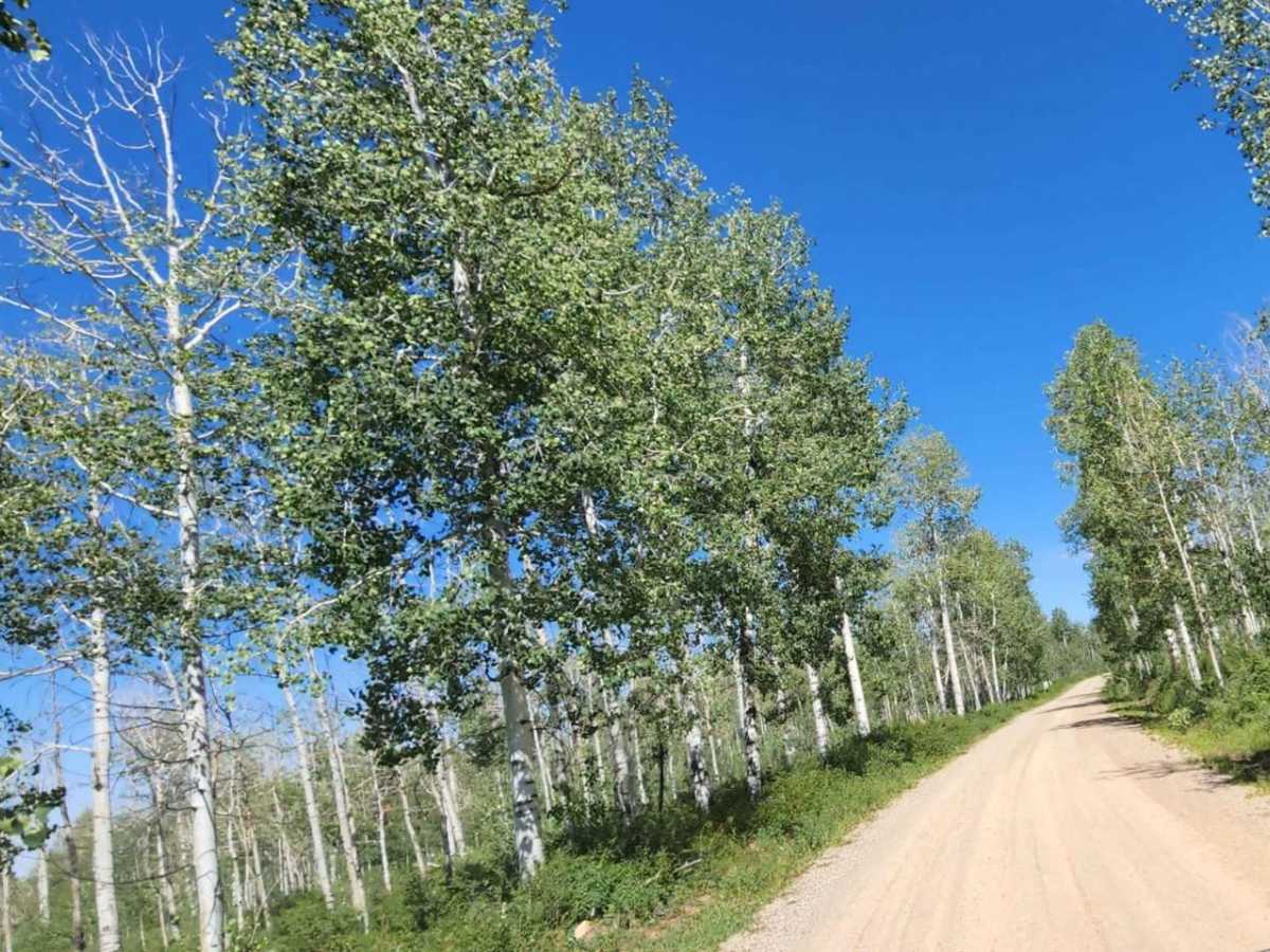 Spring Creek Road trail photo