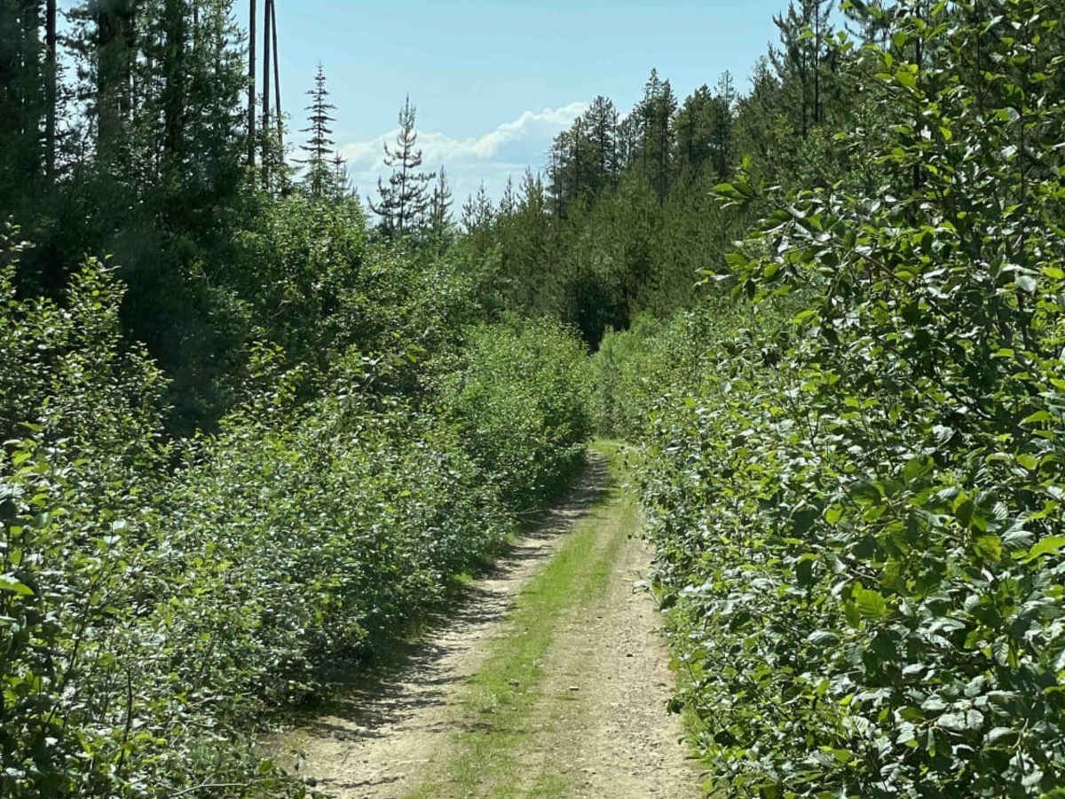 Grizzly FSR to Haddo Lake photo 2