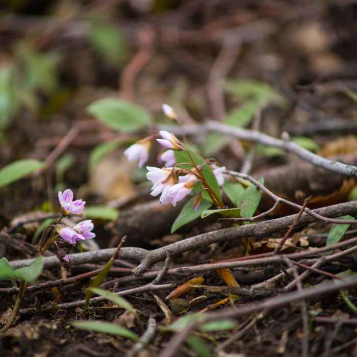 Near Chimney Bluffs Loop