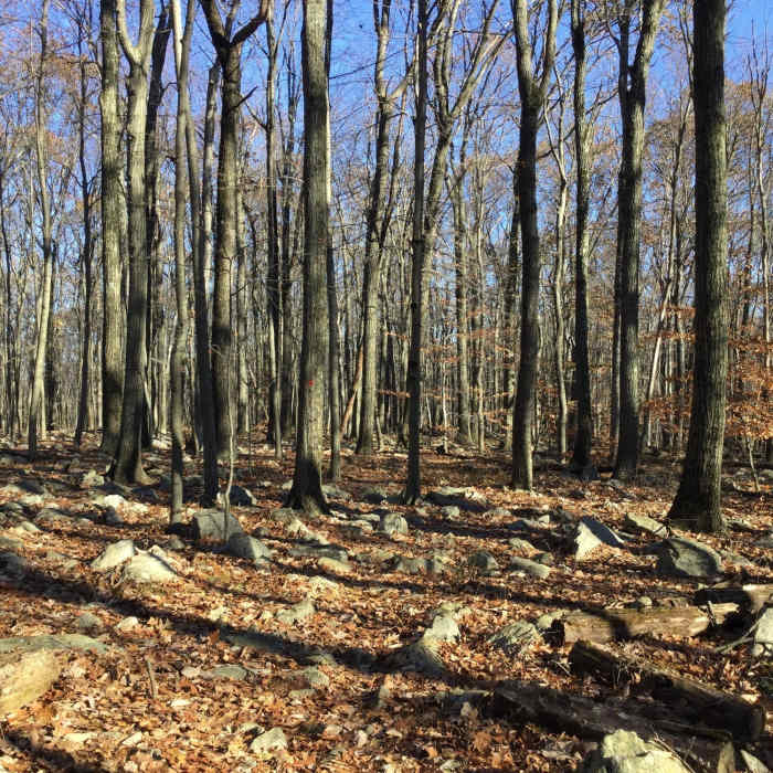 Bumpy trail Near Grand Loop Trail