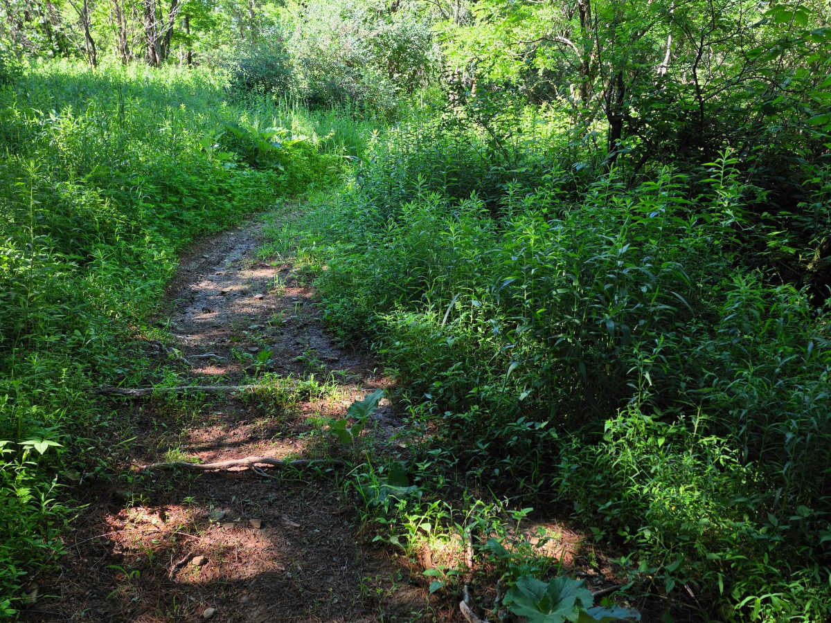 Single Track M trail photo