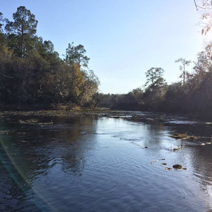 The Suwannee River gleams in the afternoon sun. Near Big Shoals Trail