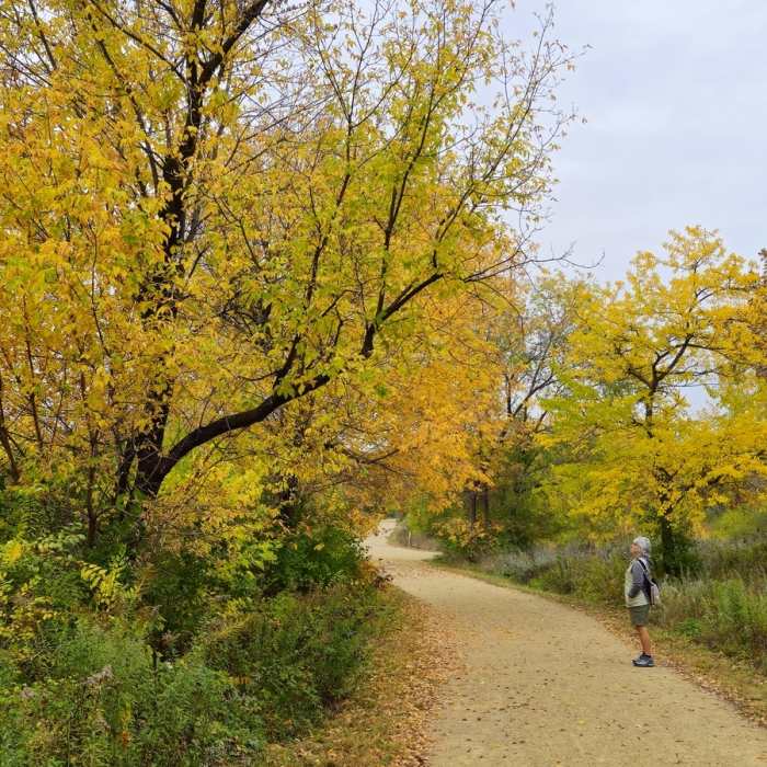 Fall colors on the Hogback Ridge Trail before the Hwy 77 Bridge. Near Hogback Ridge Trail