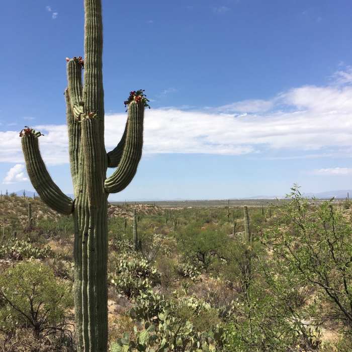 Flowering saguaro and views across the Tucson valley. Near Freeman Homestead