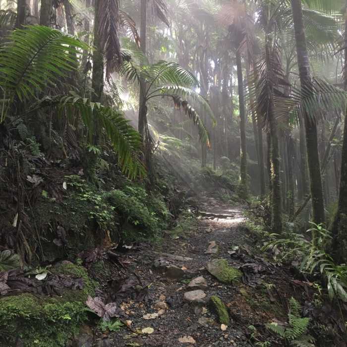 Near El Yunque Trail