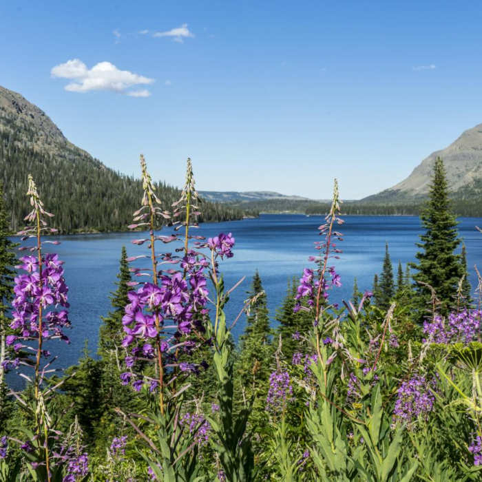 Near Two Medicine Lake Loop Hike
