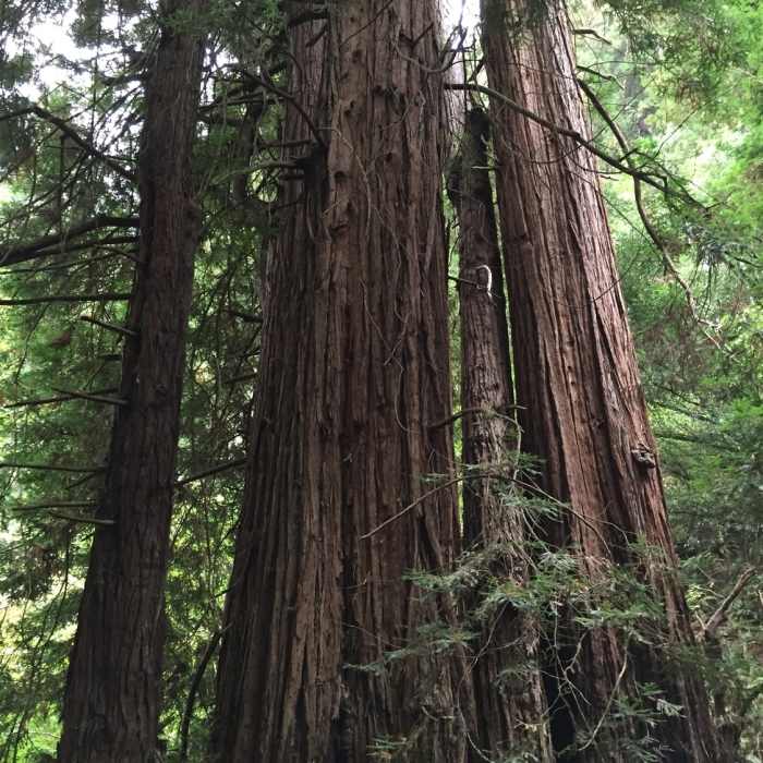 Near Canopy View Trail