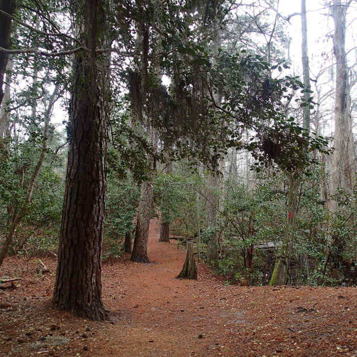 Near Osmanthus Trail