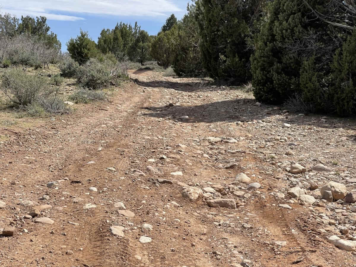 Juniper Ridge trail photo