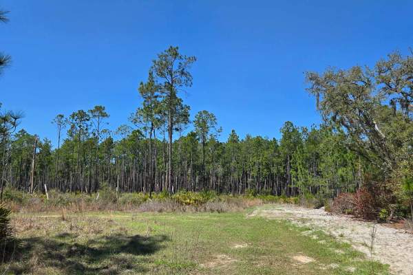 State Forest Road