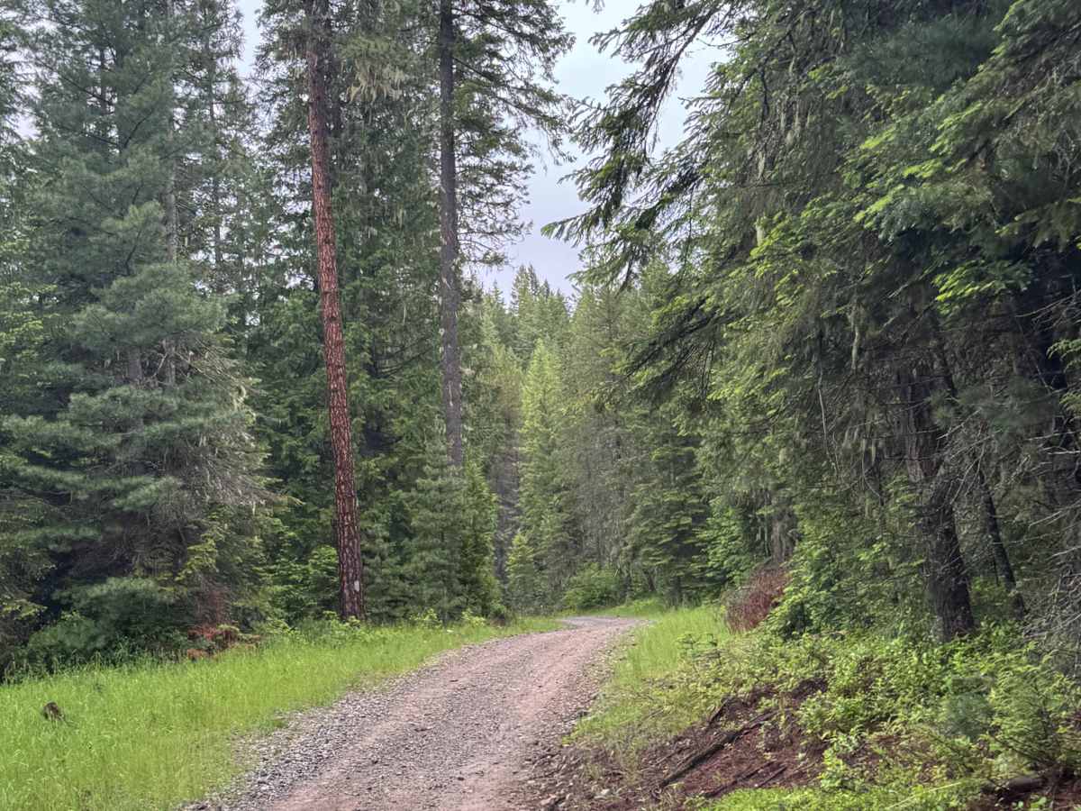 Woodrat Trail - FS 1048 photo 6