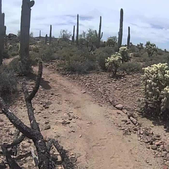 Near Lost Goldmine Trail: East