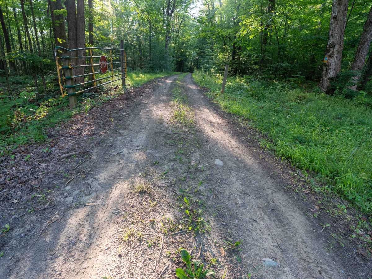 Fitch Hill Forest Road photo 3
