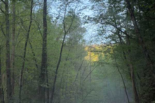 Tremont Road
