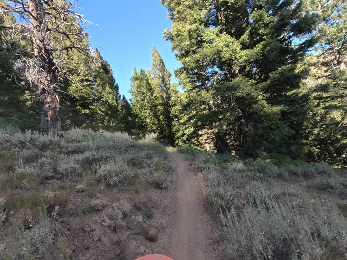 Warfield-South Fork - FS 7151 photo 6