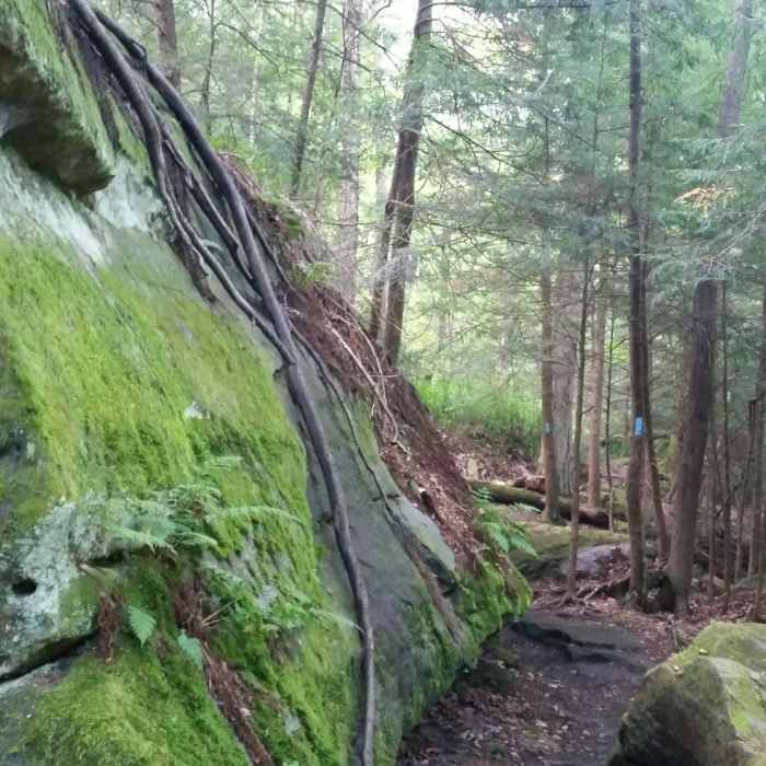 Typical view along the Alpha Pass Trail Near Alpha Pass Trail