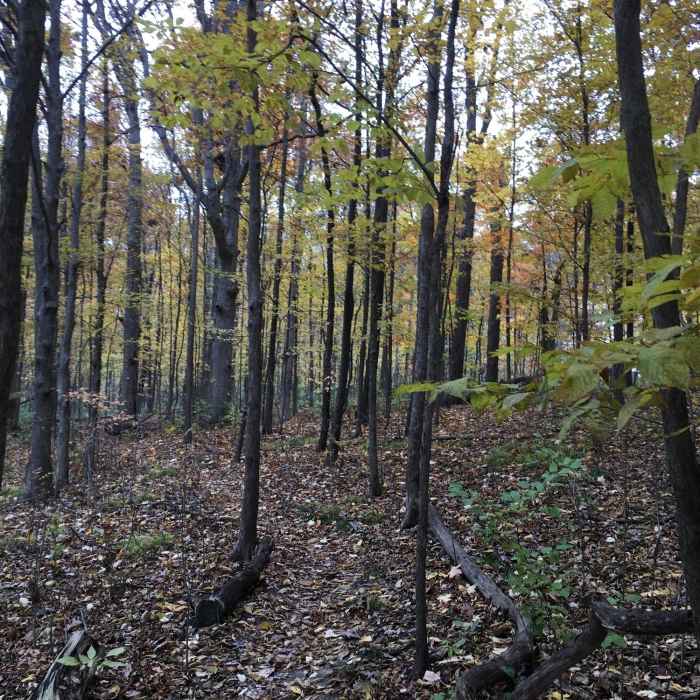 Near Oakwoods Nature Trail