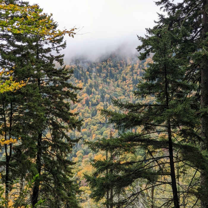 Looking at Anakeesta Ridge through the trees. Near Chimney Tops Trail