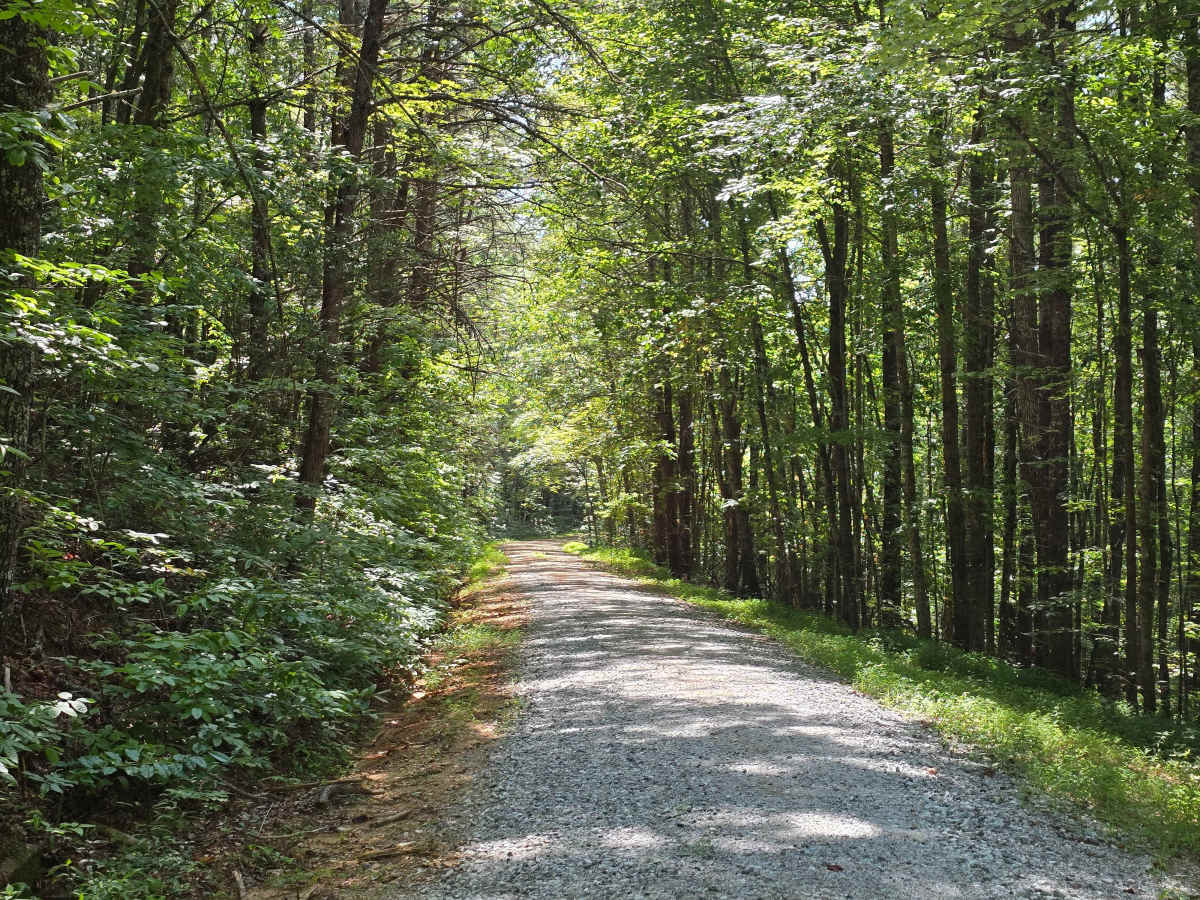 Whetstone Mountain - FS 719 photo 3