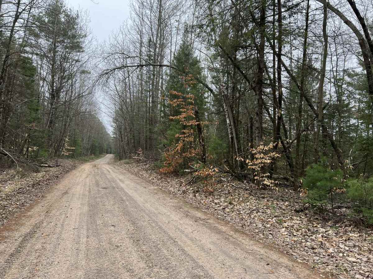 McCauley Creek Road - FS 2321 photo 4