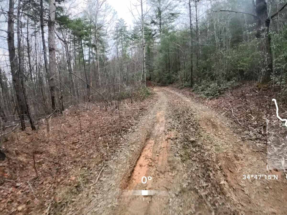 Deaden Timber Road - FS 825 trail photo