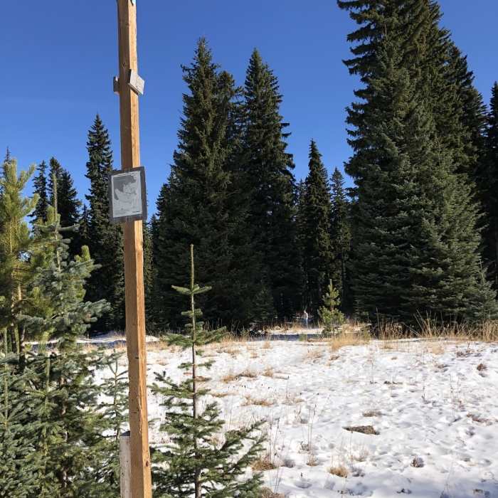 Near Hoot & Holler (Snow Trail)