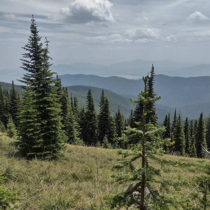 Near Watershed Crest Trail: Phase 1