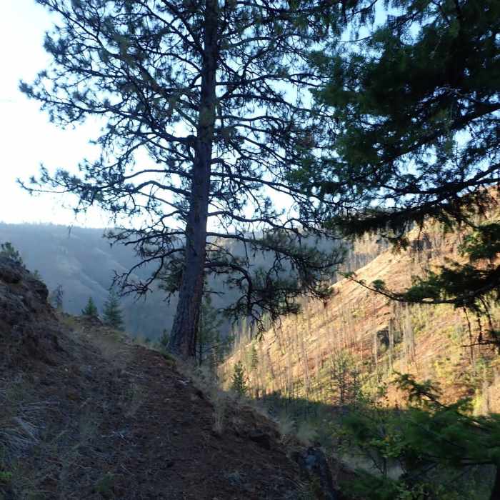 Near Grizzly Bear Trail #3103