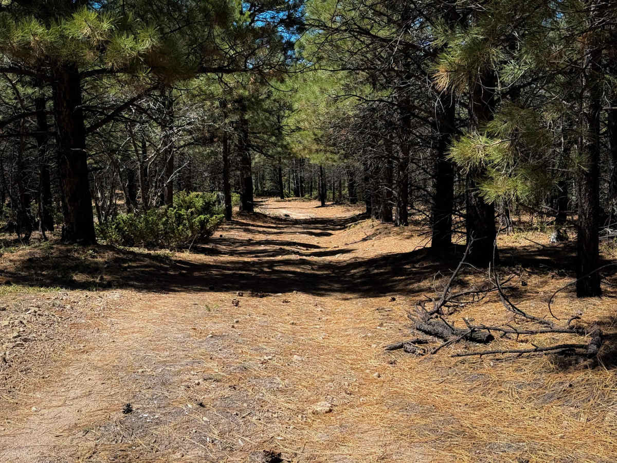 Lake Fork Mesa Loop - 505A   photo 6
