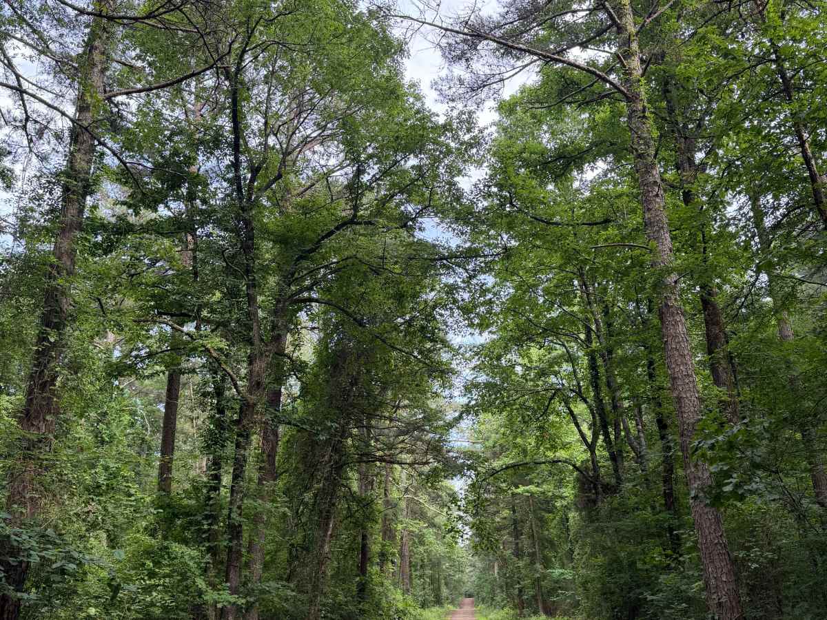 County Road 1805 photo 4